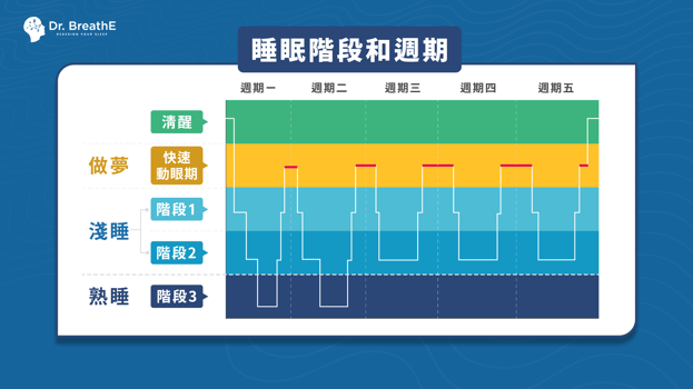 睡眠階段和週期